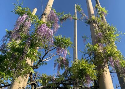 开花速报 4月24日