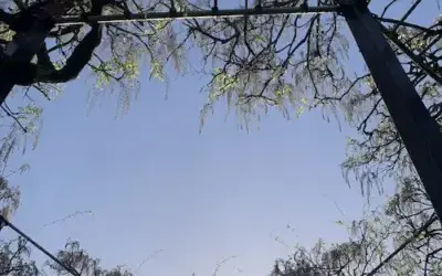 2025年4月21日（星期一）开花信息