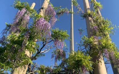 开花速报 4月24日