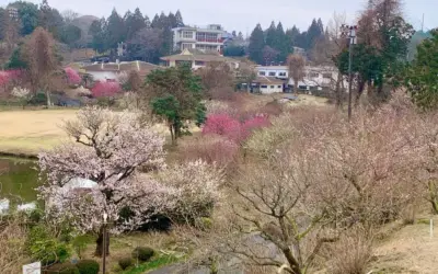 花开速报 3月6日