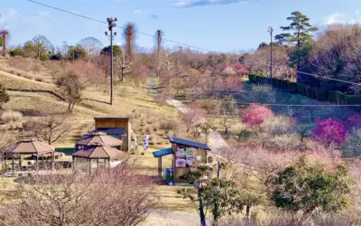 2025年2月23日（星期日）开花信息