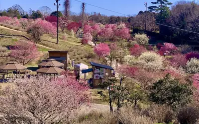 花开速报 3月11日