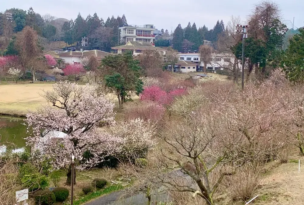 花開速報 3月6日