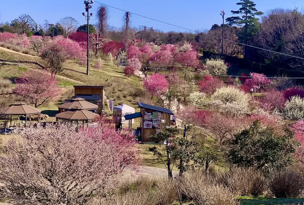 花開速報 3月11日