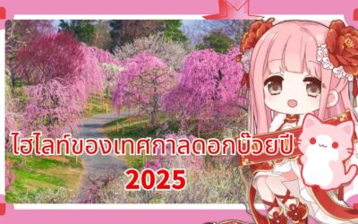 ไฮไลท์ของเทศกาลดอกบ๊วยปี 2025