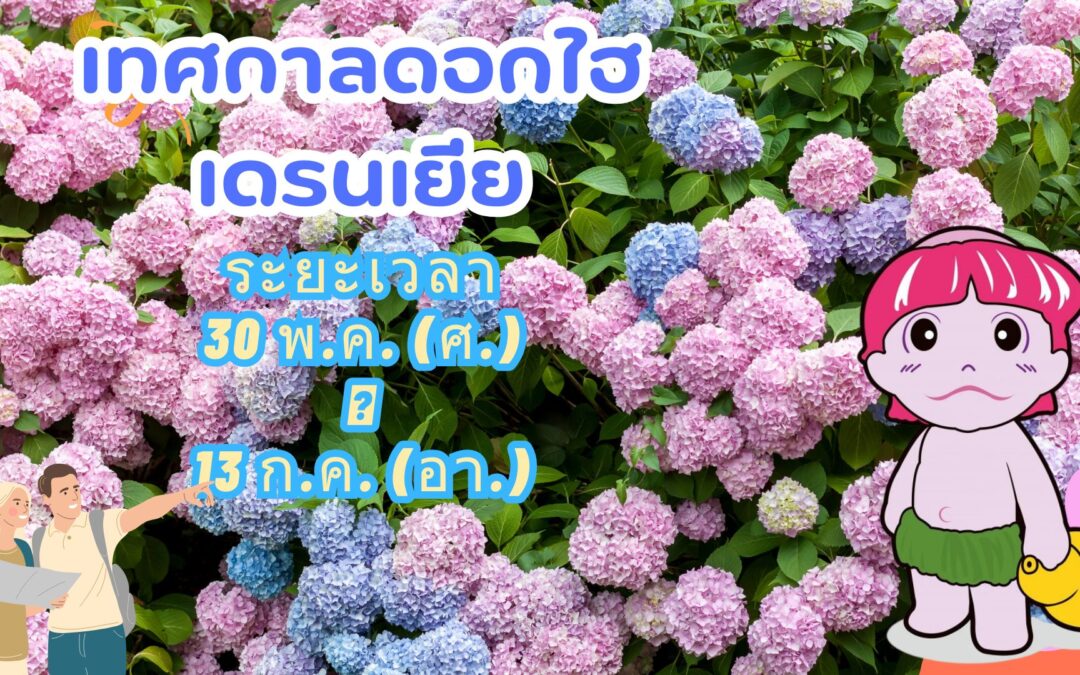 เทศกาลดอกไฮเดรนเยียคาซาฮายะโนะซาโตะ ปี 2025 กำลังจะมาแล้ว!
