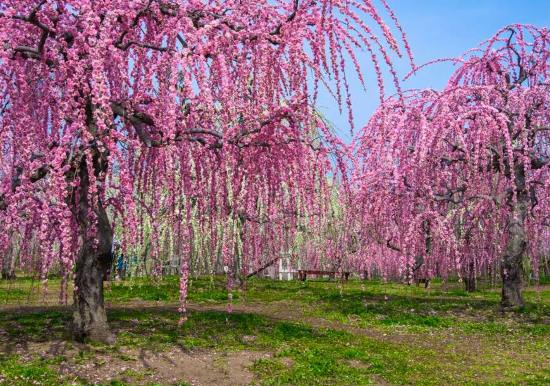 Plum season